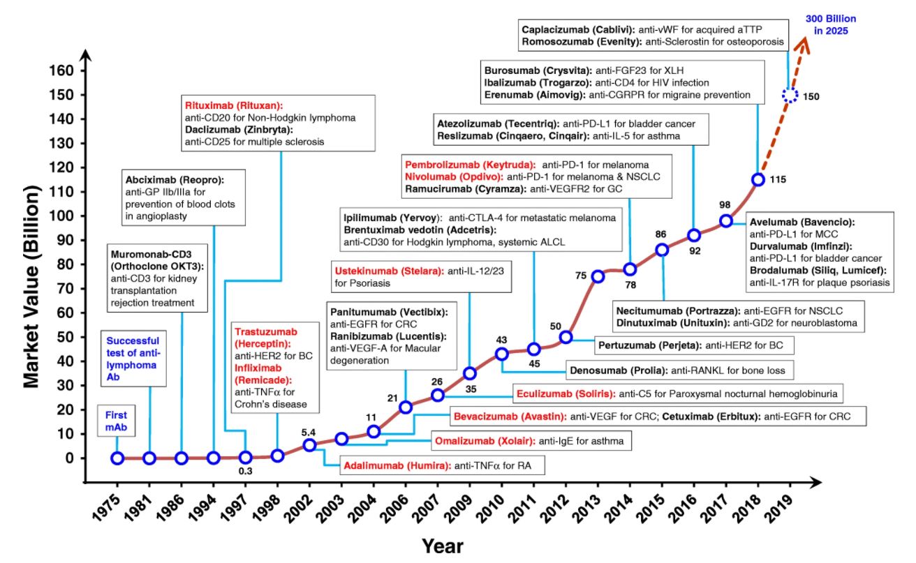 Timeline showing the successful development of therapeutic antibodies and their applications